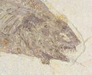 Phareodus Fish Fossil - Visible Teeth #18691-1